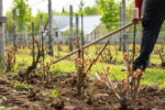 S’inspirer d’ailleurs : la neutralité carbone au vignoble   - Domaine Bergeville